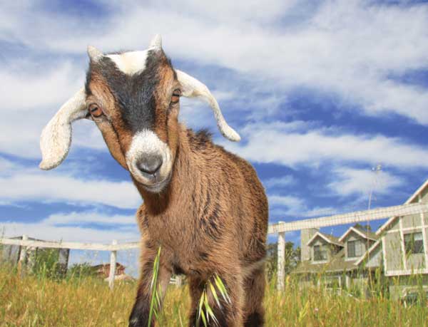 Raising Goats for Meat and Milk - Grit